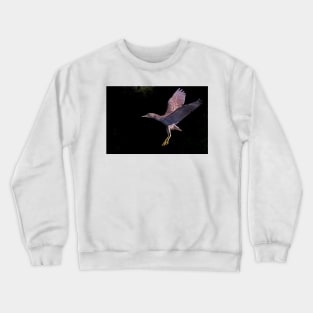 Juvenile Black-crowned Night Heron Crewneck Sweatshirt